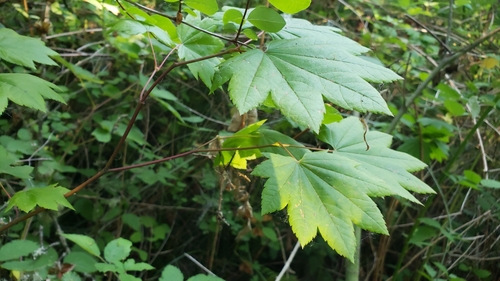 Acer palmatum
