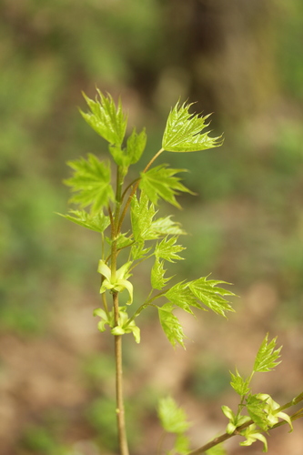 Acer platanoides