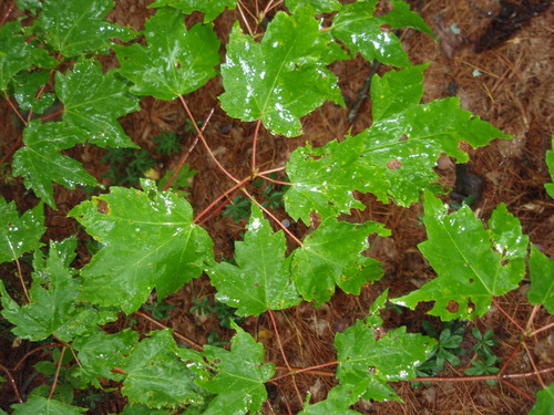 Acer rubrum