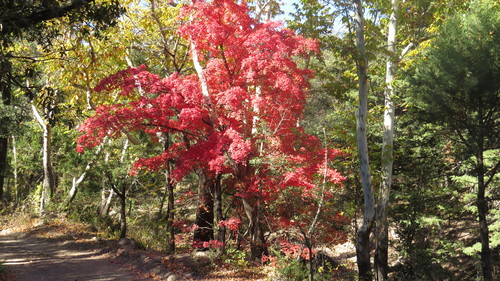 Acer saccharum
