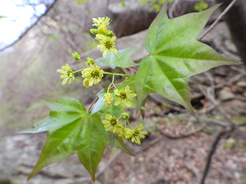 Acer truncatum