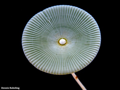 Acetabularia acetabulum