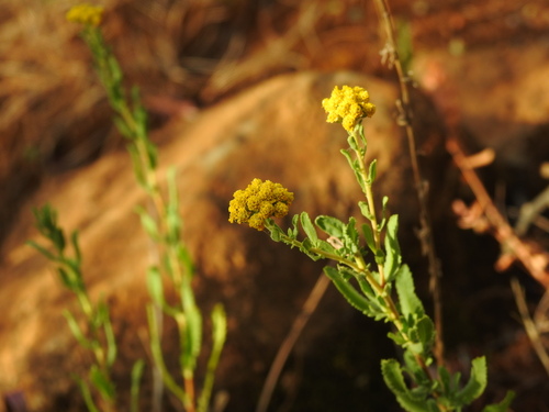 Achillea ageratum