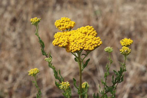 Asteraceae