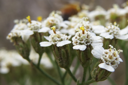 Achillea millefolium