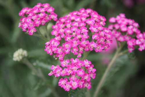Achillea millefolium