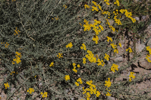 Achillea vermicularis