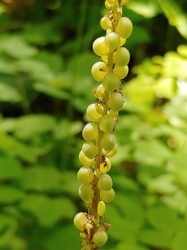 Achlys triphylla