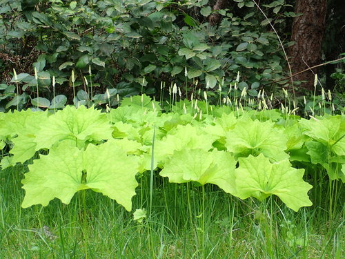 Achlys triphylla