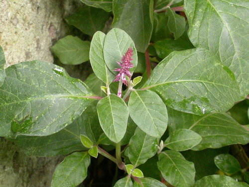 Achyranthes aspera