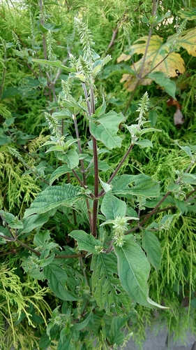 Achyranthes bidentata