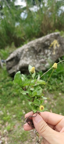 Acmella brachyglossa