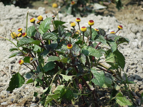 Acmella oleracea