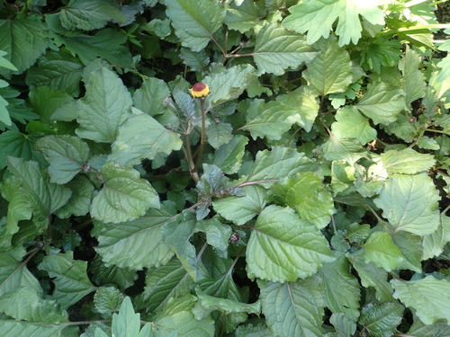 Acmella oleracea