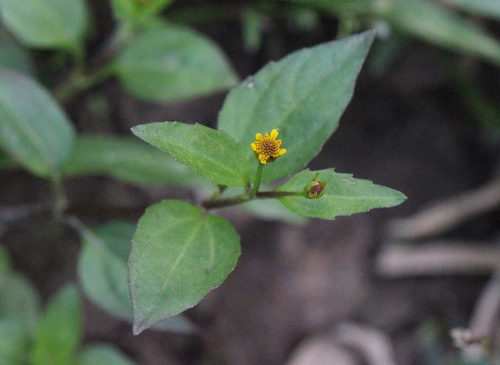 Acmella paniculata