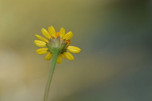 Acmella repens