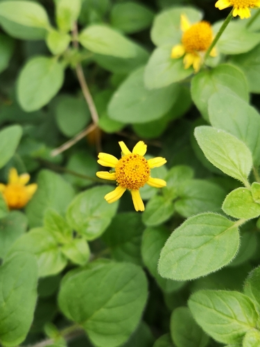 Acmella repens