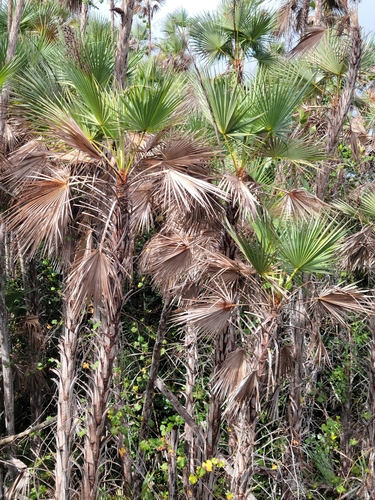 Acoelorrhaphe wrightii