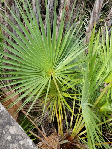 Acoelorrhaphe wrightii