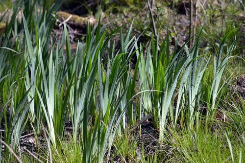 Acorus calamus