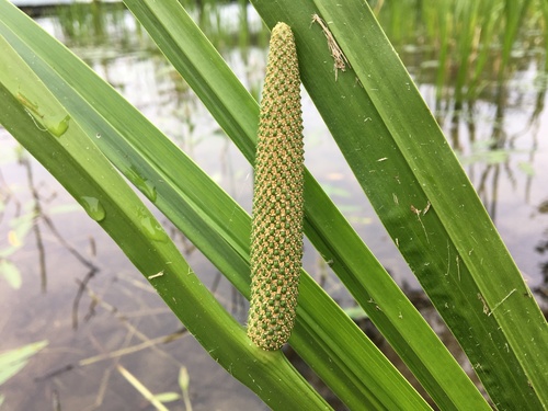 Acorus calamus