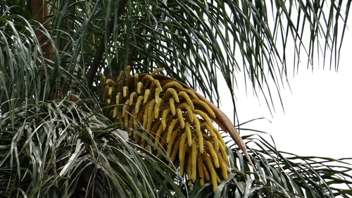 Acrocomia aculeata