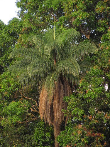 Acrocomia aculeata