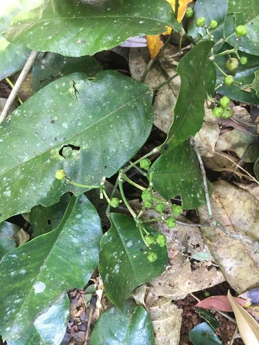 Acronychia acidula