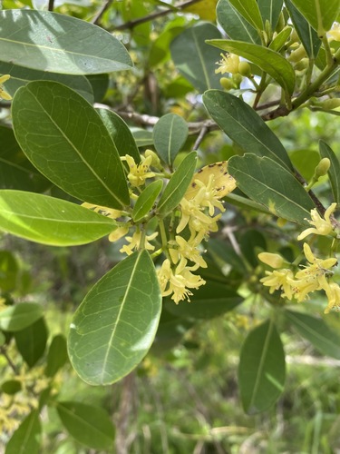 Acronychia imperforata