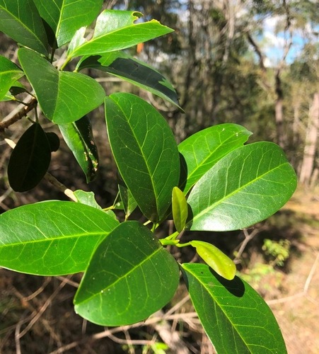 Acronychia laevis