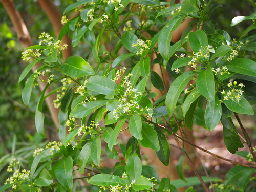 Acronychia pedunculata