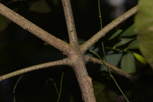 Acronychia pubescens