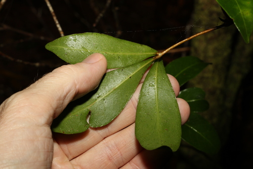 Acronychia suberosa
