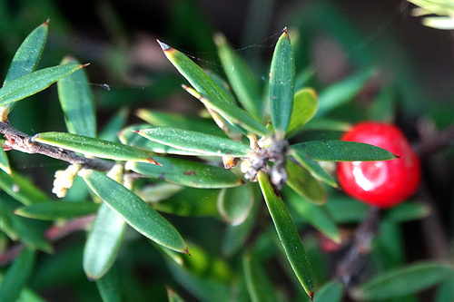 Acrotriche aggregata