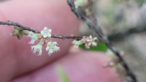 Acrotriche aggregata