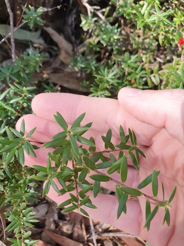 Ericaceae