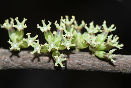 Acrotriche rigida