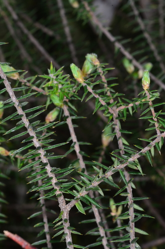 Acrotriche rigida