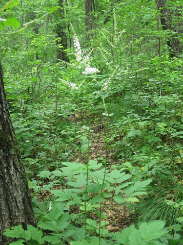 Actaea dahurica