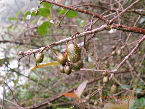 Actinidia callosa