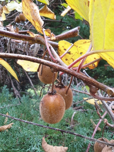 Actinidia chinensis