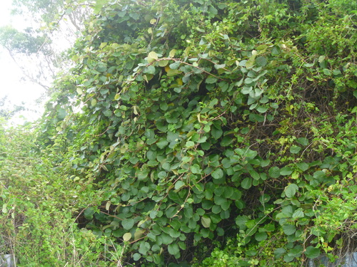 Actinidia chinensis
