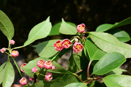 Actinidia coriacea