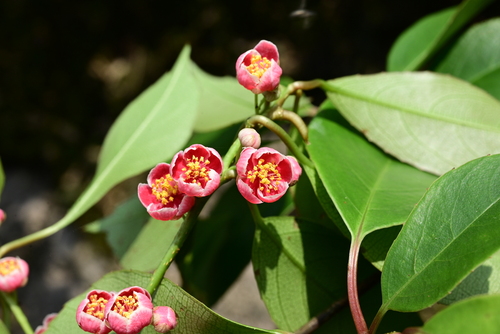 Actinidia coriacea