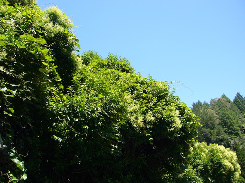 Actinidia deliciosa