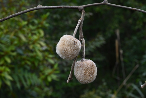 Actinidia eriantha