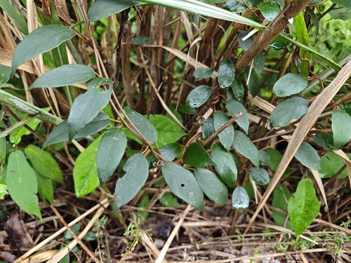 Actinidia lanceolata