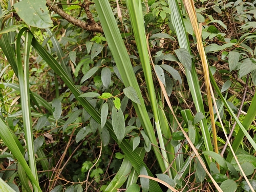 Actinidia lanceolata