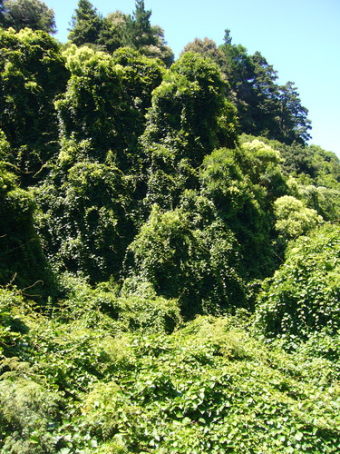 Actinidia latifolia