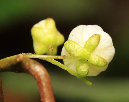 Actinidia maloides